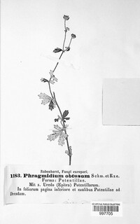 Phragmidium fragariae image